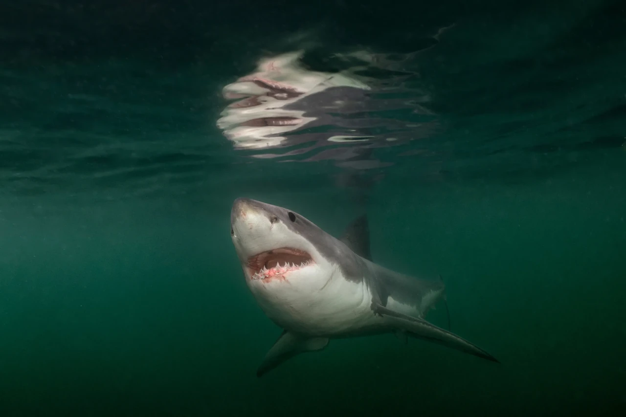 2025-ci ilin FOTOLARI...